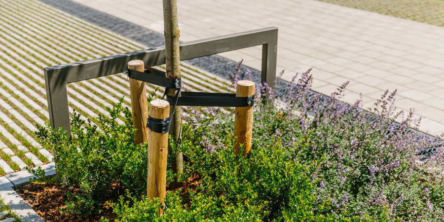 Foto van een plantvak in de Aziëstraat in Wilrijk, juni 2022