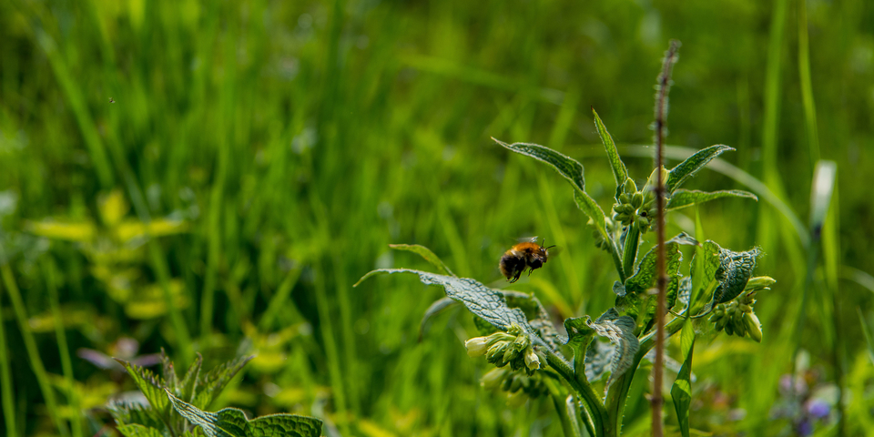 Bijen in het Te Boelaarpark Bijen in het Te Boelaarpark