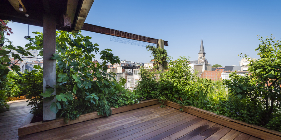dakterras met veel groen