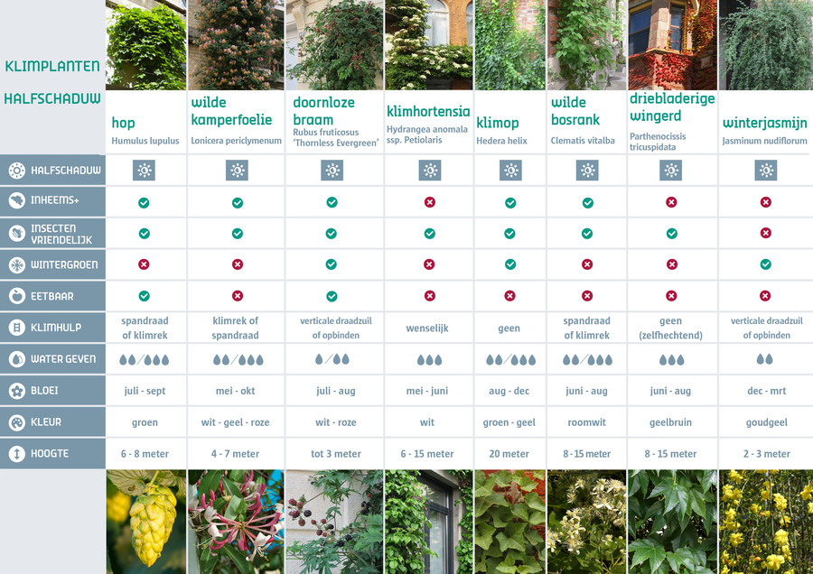 Overzicht klimplanten half schaduw