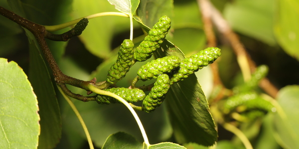 Voorbeeldfoto van de hartbladige Els (Alnus cordata)