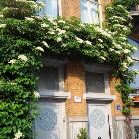 Klimhortensia in bloei