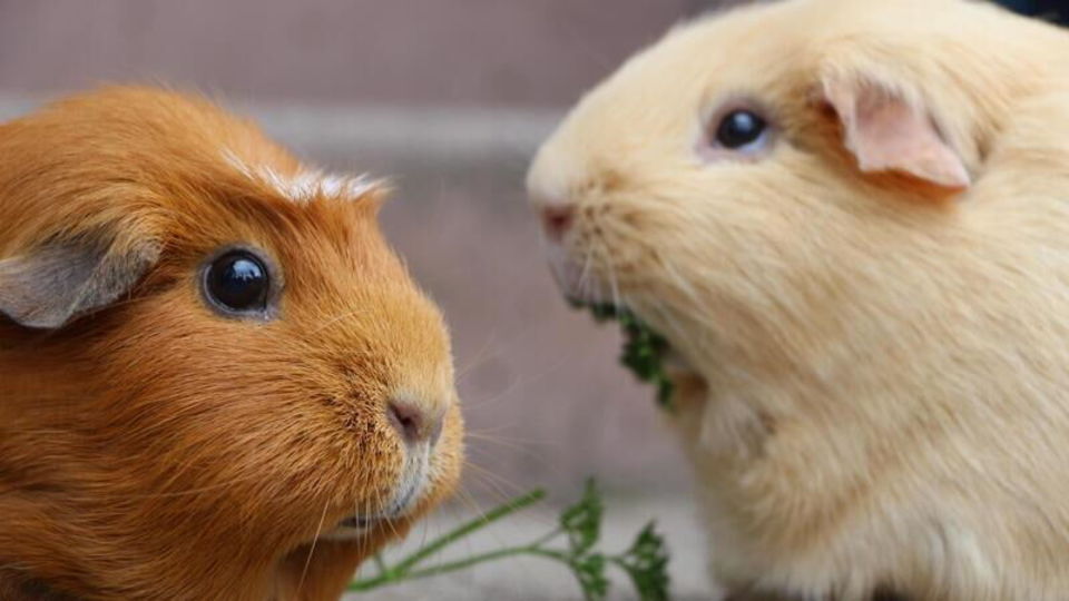 cavia's