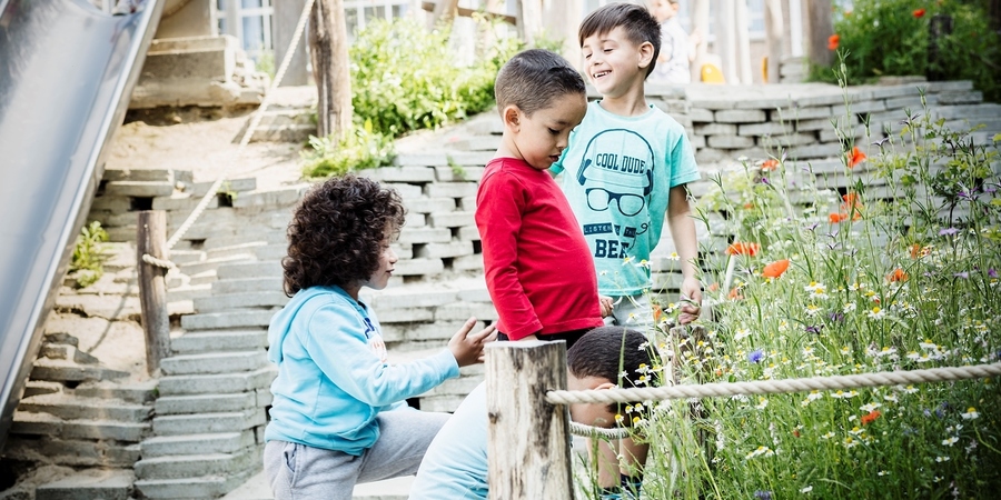 De wilde bloemen op de speelplaats van stedelijke basisschool De Piramide doen het bijzonder goed dankzij de arme grond en de goede afbakening.