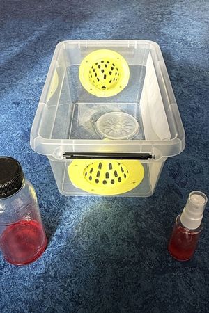 De Merksemse Imkerij stelt vallen ter beschikking om koninginnen van Aziatische hoornaars te vangen.