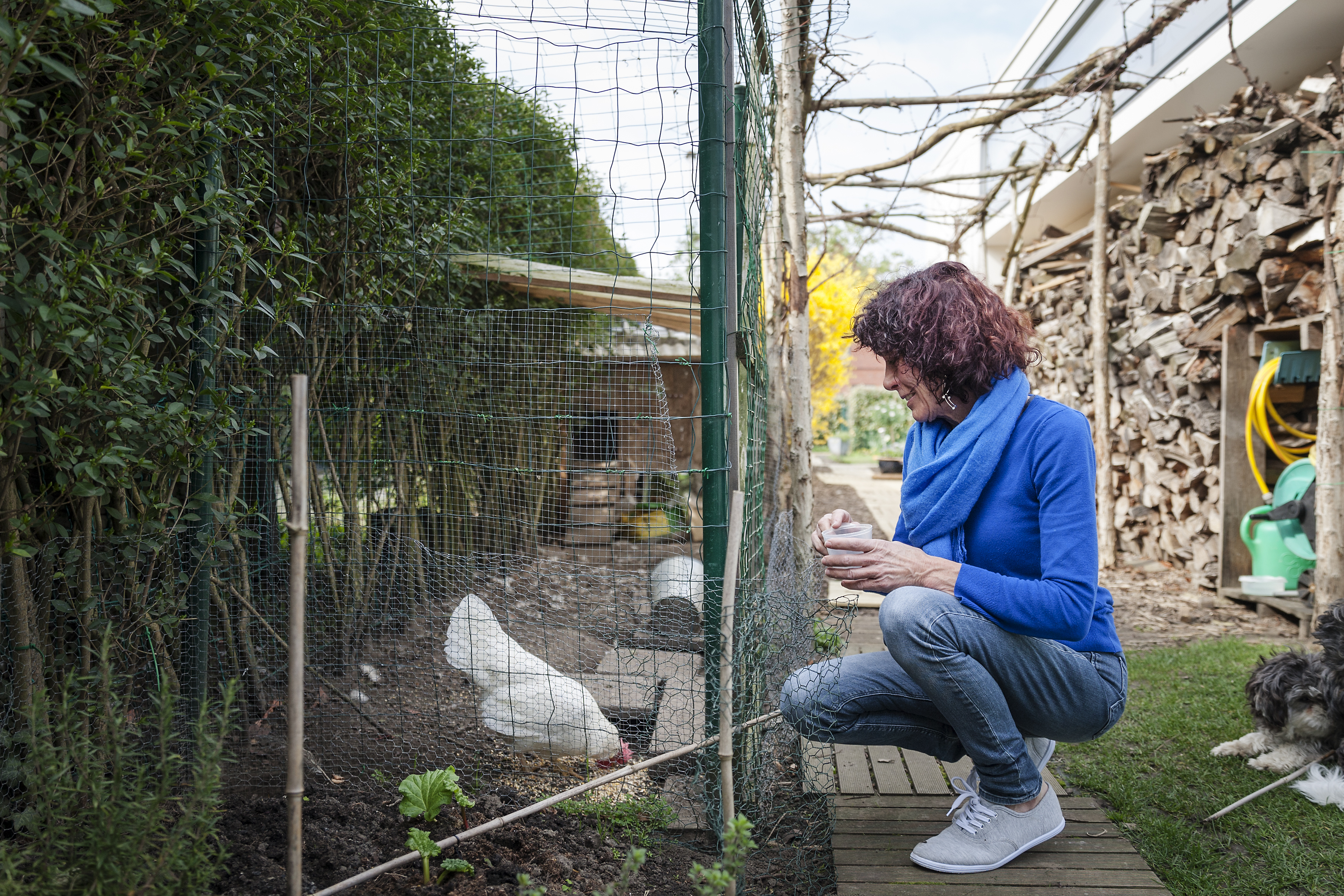 Storing Dader Facet Tips voor het houden van kippen in je stadstuin | Antwerpen.be