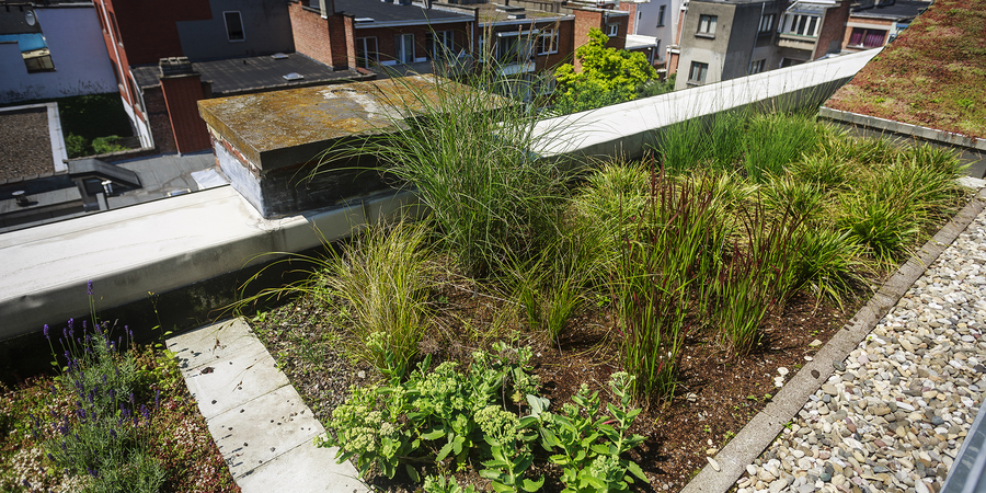 siergrassen op het groendak van het EcoHuis