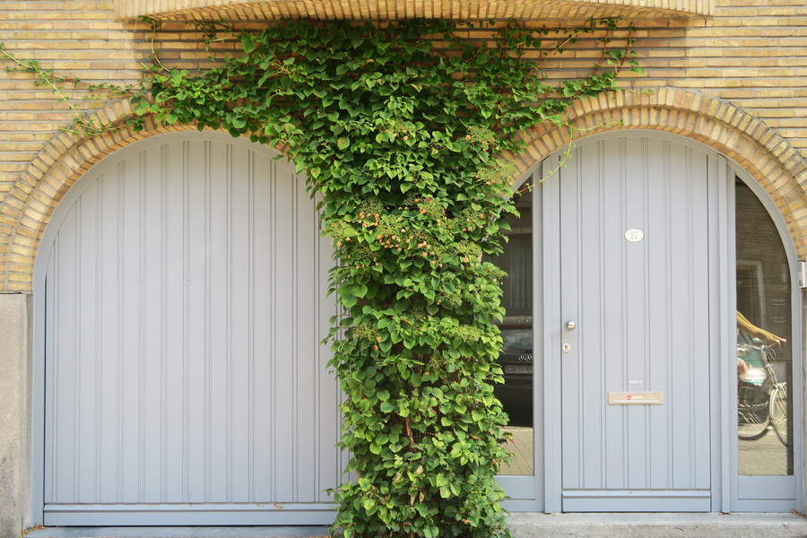 Klimhortensia vult de muur mooi op tussen deur en garagepoort