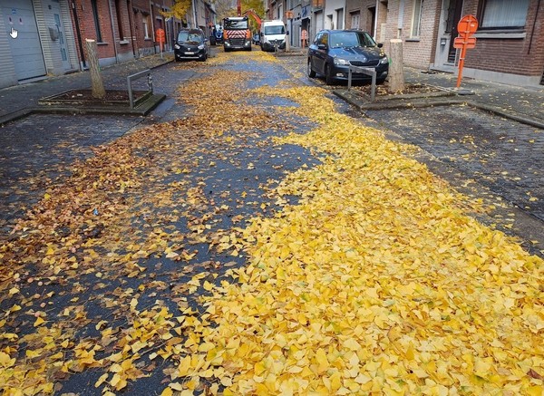 Je ziet een straat vol met gele boomblaadjes. En in de boomvakken links en rechts nog een afgezaagde stam van ongveer 1m hoog.