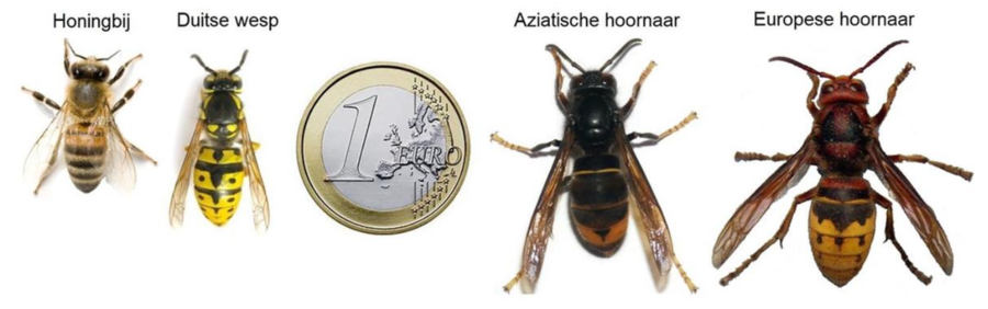 Verschillende types wespen en bijen Verschillende types wespen en bijen